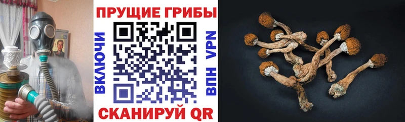 Псилоцибиновые грибы Magic Shrooms  Купить  Новошахтинск 